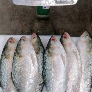 ৬ কেজি ইলিশ ৬ পিস