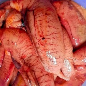 ৫ কেজি ইলিশের ডিম