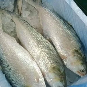 ৫ পিস মাছে ৫ কেজি