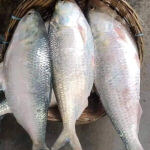 ৬ কেজি ইলিশ ৪ পিস